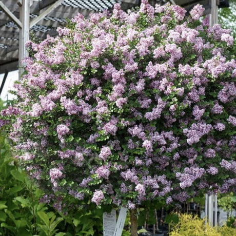 Liliac (Syringa) Copac Josee, cu Flori Roz
