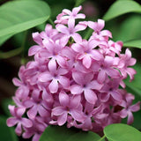 Magyar orgona (Syringa josikaea) – illatos, lila nyári virágzású fa