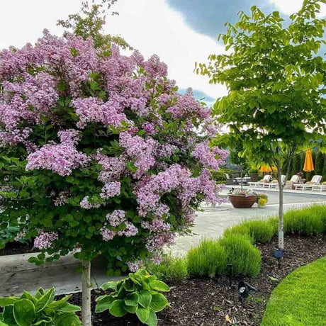Liliac (Syringa) Copac Minuet, cu flori lila-deschis