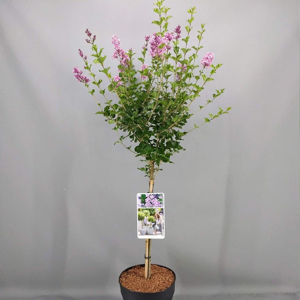 Liliac (Syringa) Copac Minuet, cu flori lila-deschis