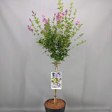 Liliac (Syringa) Copac Minuet, cu flori lila-deschis