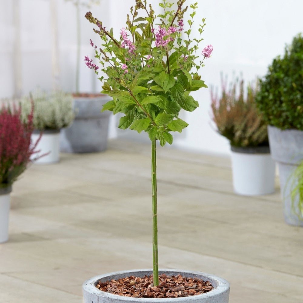 Liliac (Syringa) Copac Minuet, cu flori lila-deschis