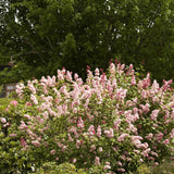 Liliac (Syringa) Miss Canada, cu flori roz