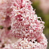 Liliac (Syringa) Miss Canada, cu flori roz