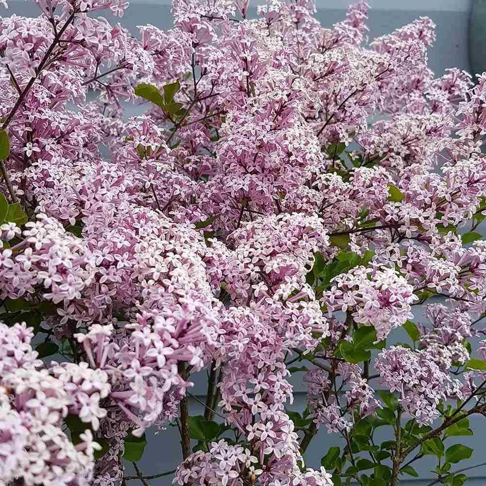 Liliac (Syringa) Copac Palibin, inflorire dubla roz-liliachiu, parfum intens, decorativ, iubitor de soare