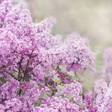 Liliac roz-deschis corean Palibin (Syringa)