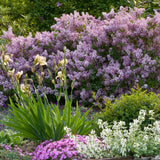 Liliac roz-deschis corean Palibin (Syringa)