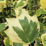 Arborele Lalea Aureomarginatum (Liriodendron Tulipifera), arbore cu lalele frunze pestrite, margini galbene, decorativ gradina