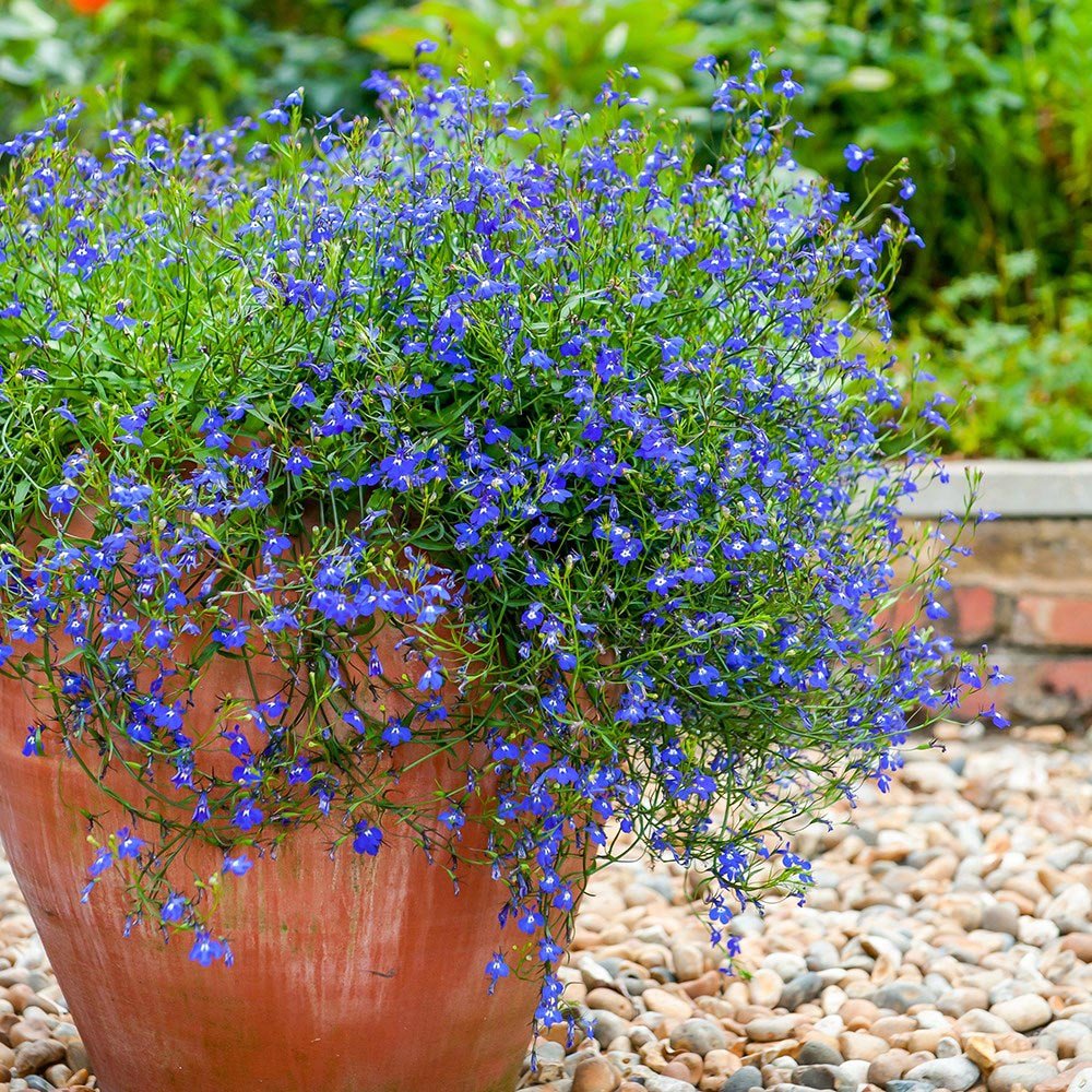 Lobelia curgatoare, cu flori albastre vibrante
