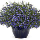 Lobelia curgatoare, cu flori albastre vibrante