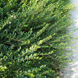 Lonicera Nitida Elegant, gard viu jos vesnic verde