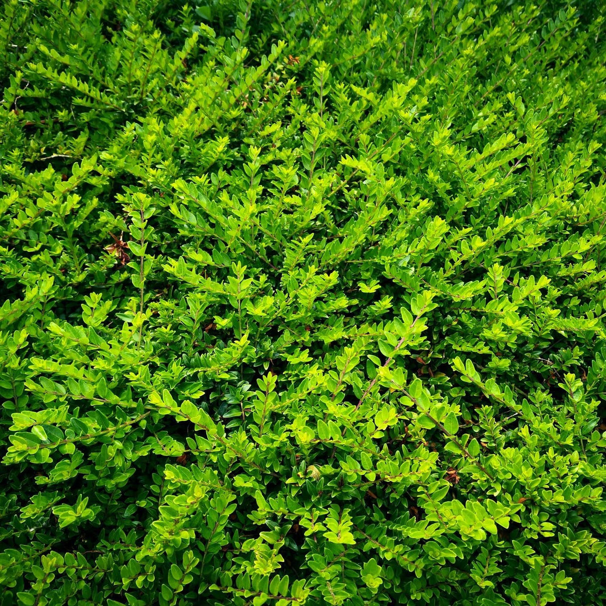 Lonicera Nitida Elegant, gard viu jos vesnic verde
