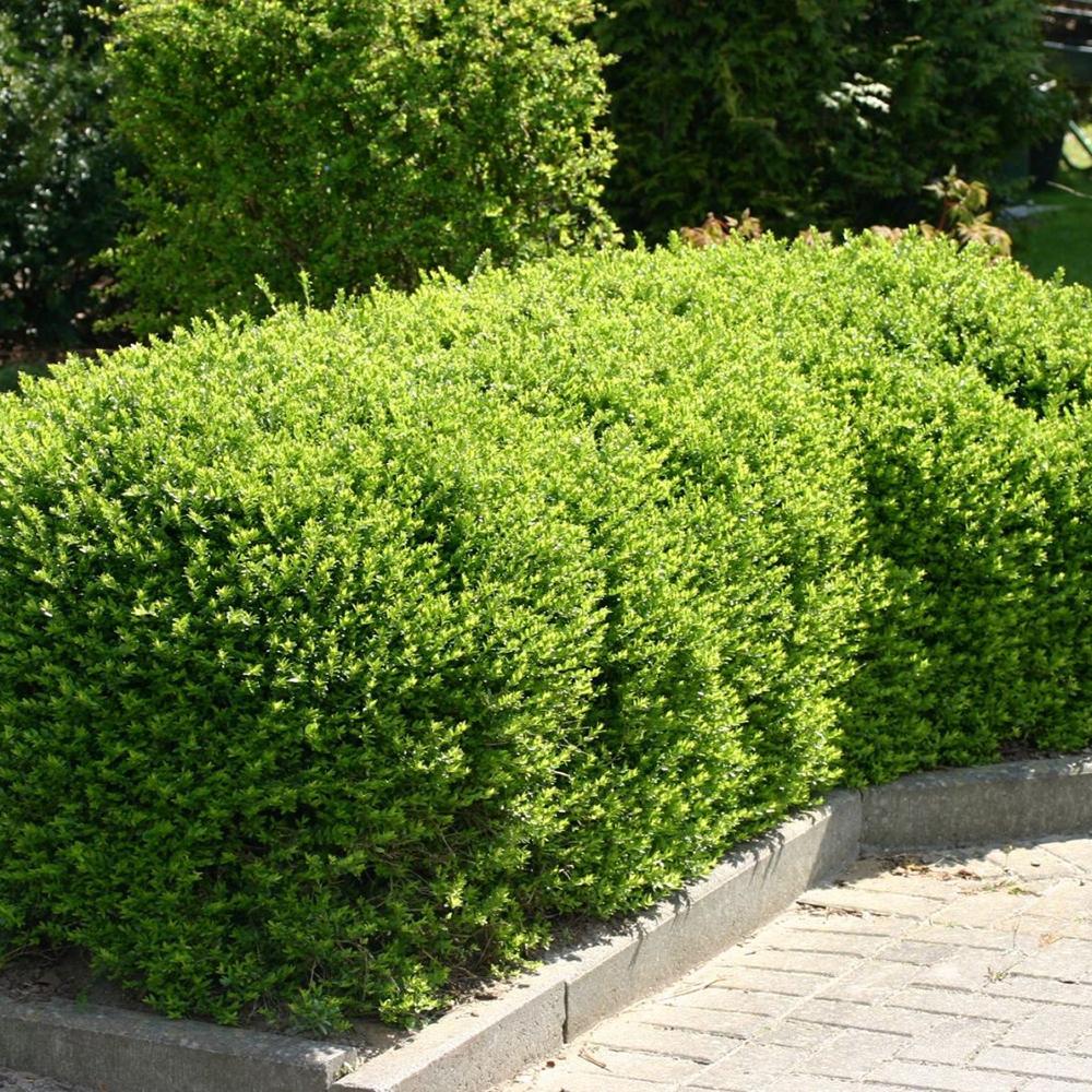 Lonicera Maigrun