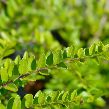 Lonicera Maigrun
