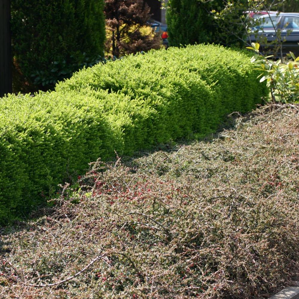 Lonicera Maigrun