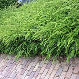Lonicera Maigrun