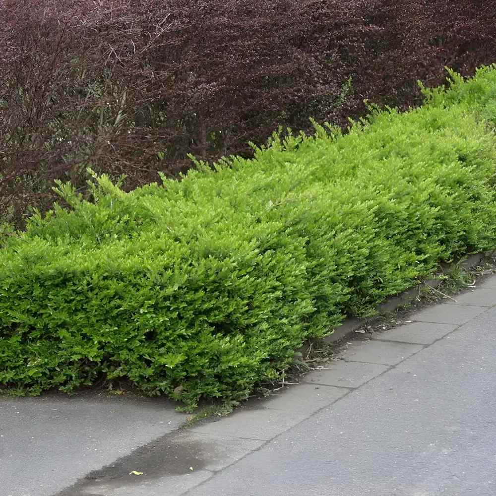 Örökzöld lonc Maigrün, alacsony sövénynek, kúszó és talajtakaró növény, kompakt növekedés, illatos virágzással
