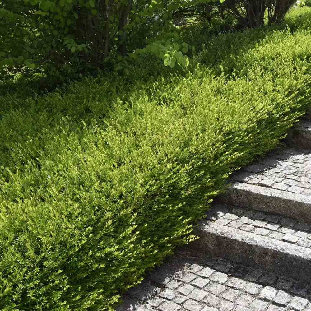Lonicera Maigrun, gard viu de talie mica, planta taratoare, acoperitoare de sol, vesnic verde, compact si inflorire parfumata