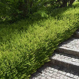 Lonicera Maigrun, gard viu de talie mica, planta taratoare, acoperitoare de sol, vesnic verde, compact si inflorire parfumata