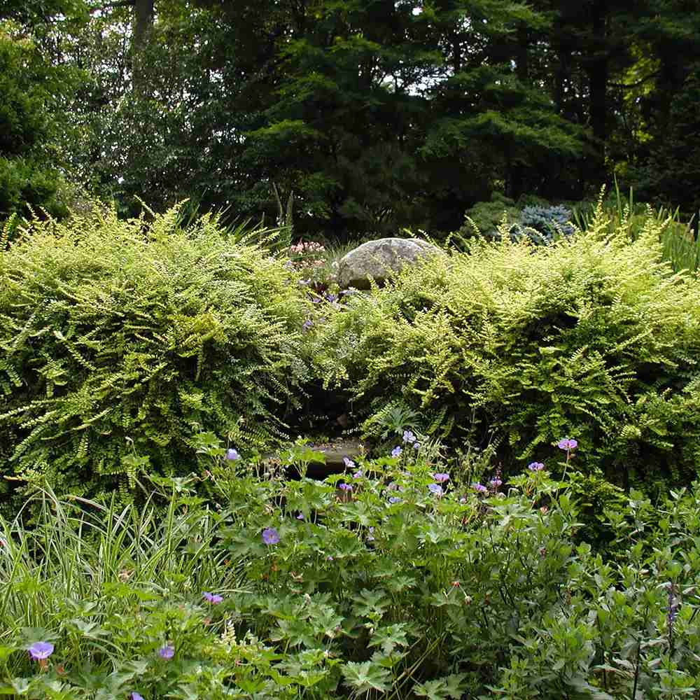 Lonicera Maigrun, gard viu de talie mica, planta taratoare, acoperitoare de sol, vesnic verde, compact si inflorire parfumata