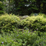 Lonicera Maigrun, gard viu de talie mica, planta taratoare, acoperitoare de sol, vesnic verde, compact si inflorire parfumata