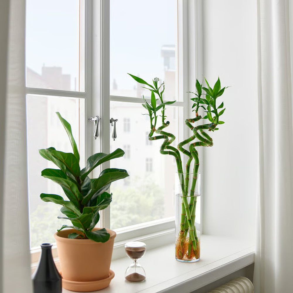 Szerencsebambusz Dracaena Sanderiana spirális szárral – elegáns beltéri dísznövény