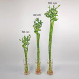 Szerencsebambusz Dracaena Sanderiana spirális szárral – elegáns beltéri dísznövény