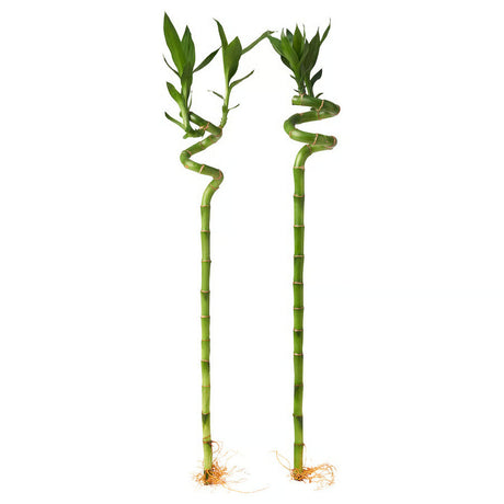 Szerencsebambusz Dracaena Sanderiana spirális törzscsel – elegáns Feng Shui szobanövény
