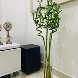 Szerencsebambusz Dracaena Sanderiana spirális törzssel – elegáns beltéri Feng Shui dísznövény