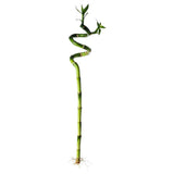 Szerencsebambusz Dracaena Sanderiana spirális törzssel – elegáns beltéri Feng Shui dísznövény