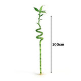 Szerencse-bambusz spirál 'Lucky Bamboo' – elegáns beltéri dísznövény Feng Shui szimbólummal