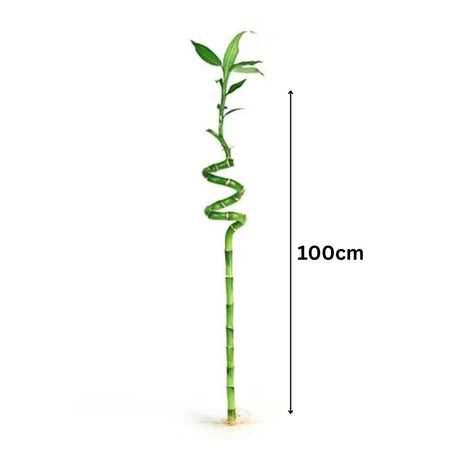 Szerencse-bambusz spirál 'Lucky Bamboo' – elegáns beltéri dísznövény Feng Shui szimbólummal