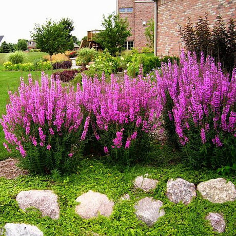 Rachitan Lythrum Salicaria Robin, cu flori roz