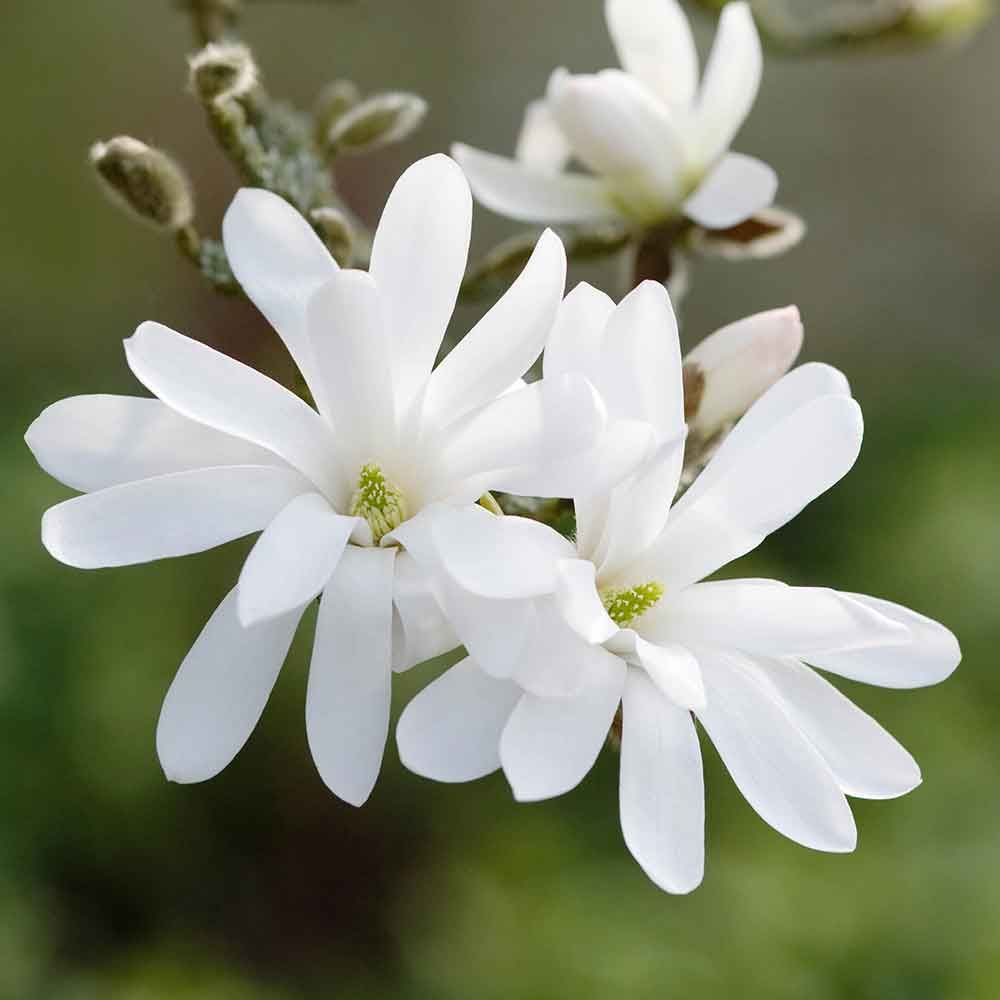 Magnolia alba Stellata - Tip copac