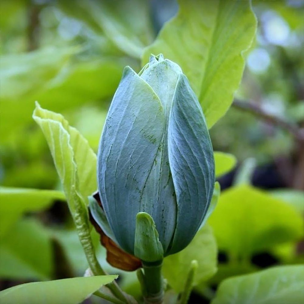 Magnolia Albastra Blue Opal