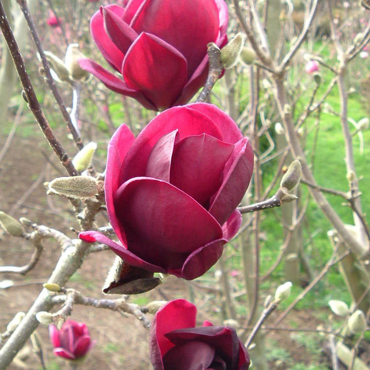 Magnolia rosu-purpuriu-intens Genie