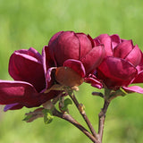 Magnolia rosu-purpuriu-intens Genie