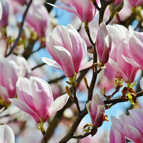Magnolia alba-Roz George Henry Kern