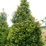 Magnolia Grandiflora Gallisoniensis Vesnic Verde, cu Flori Albe