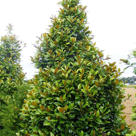 Magnolia Grandiflora Gallisoniensis Vesnic Verde, cu Flori Albe