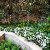 Magnolia Grandiflora Gallisoniensis Vesnic Verde, cu Flori Albe