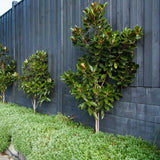 Magnolia Grandiflora Little Gem Vesnic Verde, cu Flori Albe