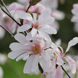 Magnolia roz-pal Leonard Mesel