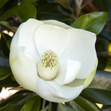 Magnolia Grandiflora Little Gem Vesnic Verde, cu Flori Albe