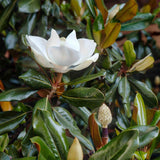 Magnolia Grandiflora Little Gem Vesnic Verde, cu Flori Albe