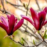 Magnolia purpuriu-rosu Nigra