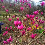 Magnolia roz-alba Purple Eye