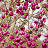 Magnolia purpuriu-inchis Black Tulip