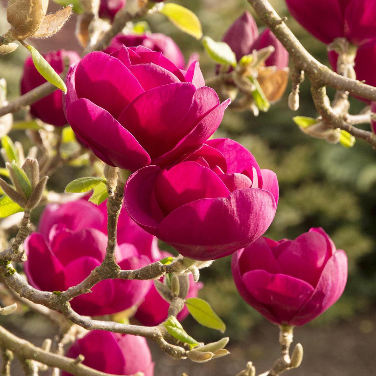 Magnolia purpuriu-inchis Black Tulip