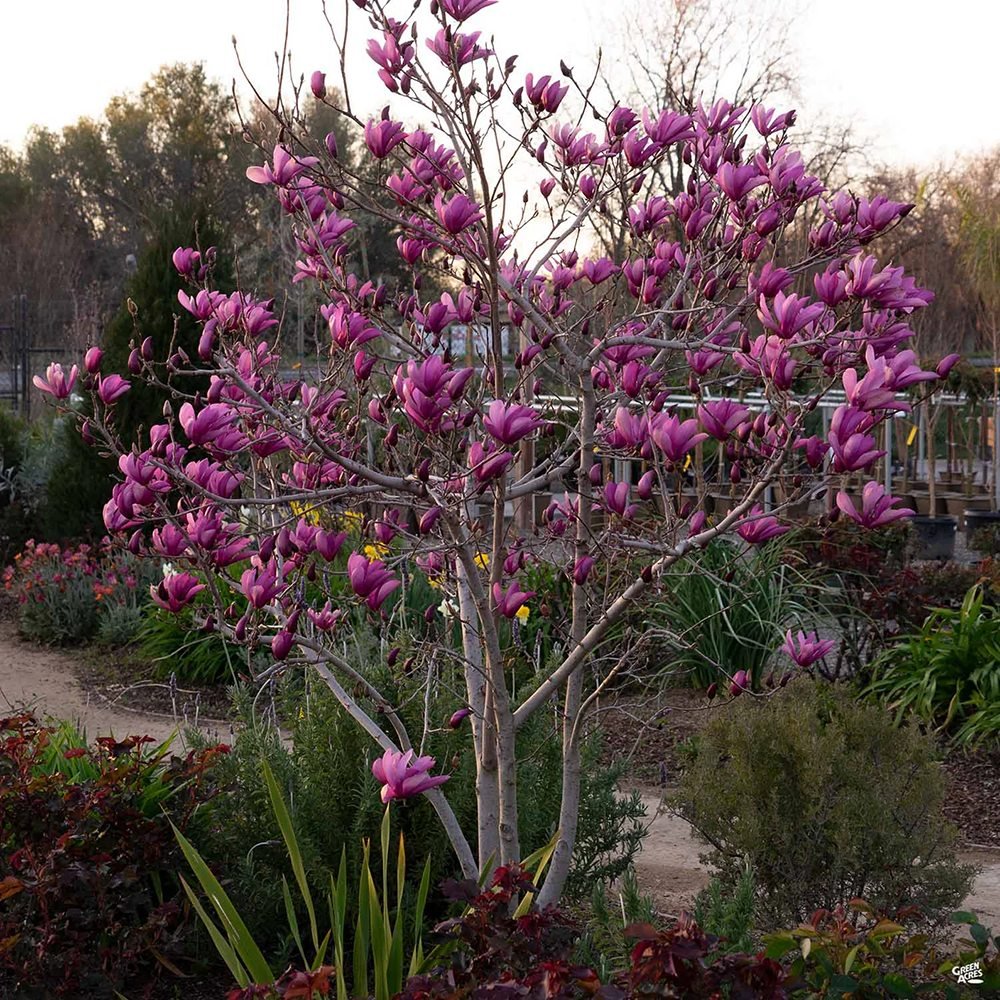 Magnolia purpuriu-rosu Nigra